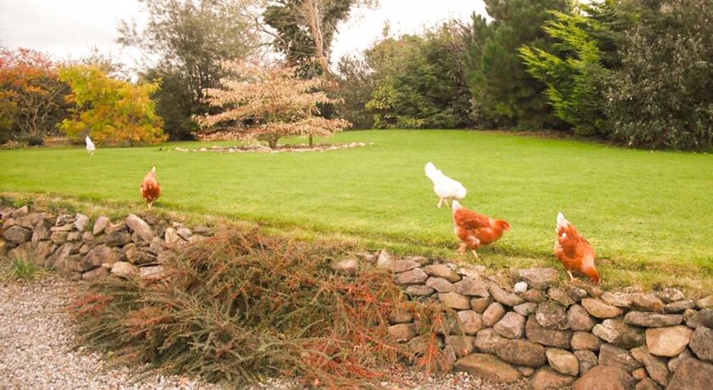 The Well Meadow B&B Nenagh Exterior foto